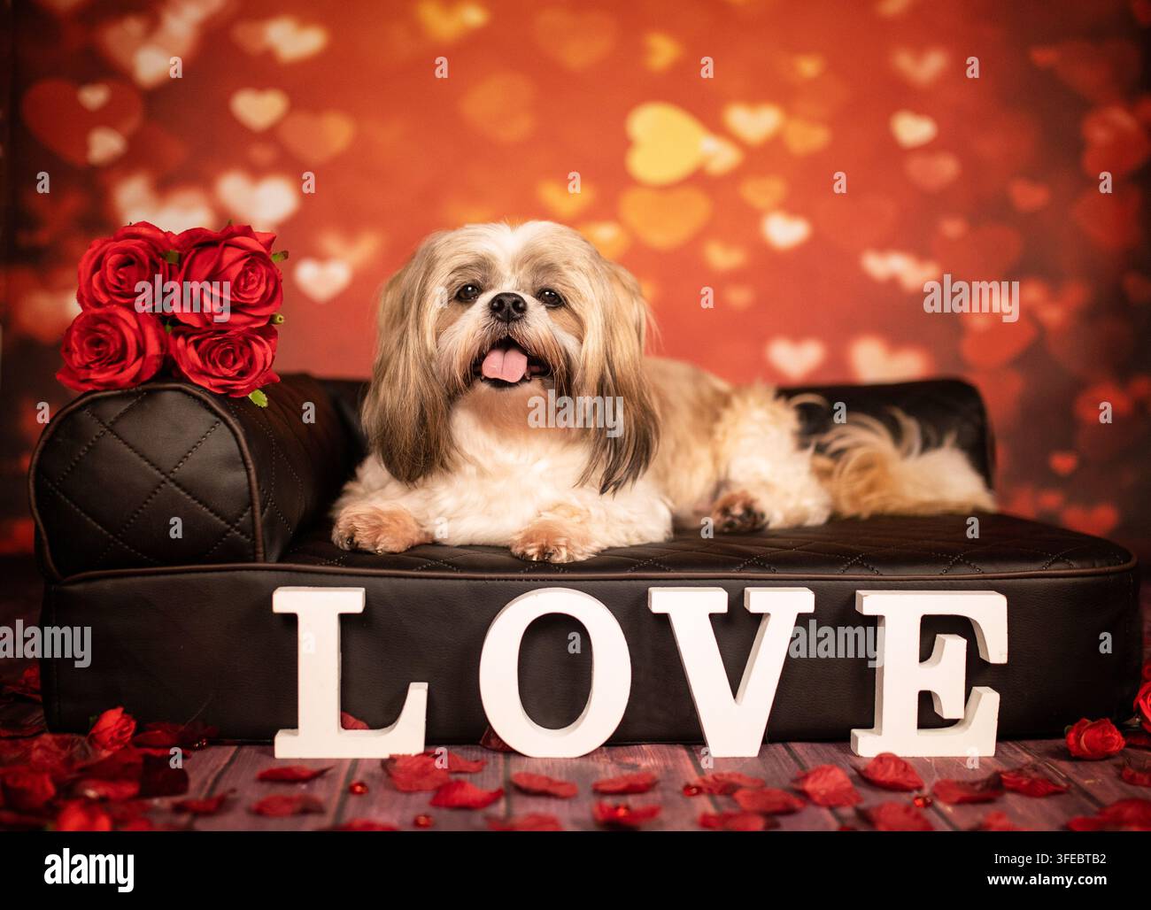 Shih Tzu liegt auf einem Sofa mit Rosen Stockfoto