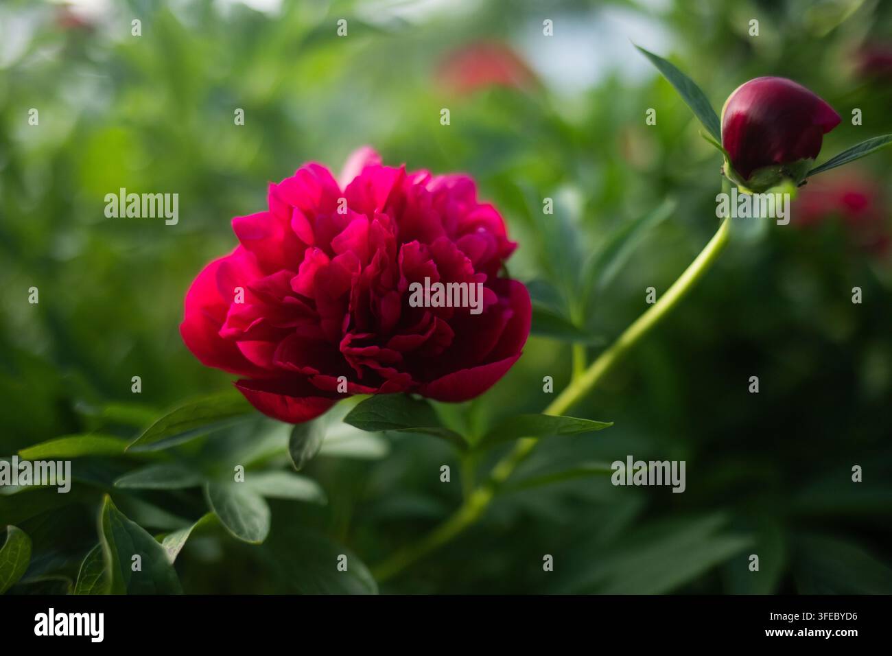 Lebendige rote Pfingstrose blüht zwischen grünen Blättern in einem Sommergarten. Weicher verschwommener Hintergrund unterstreicht natürliche Schönheit und romantische Leidenschaft. Stockfoto