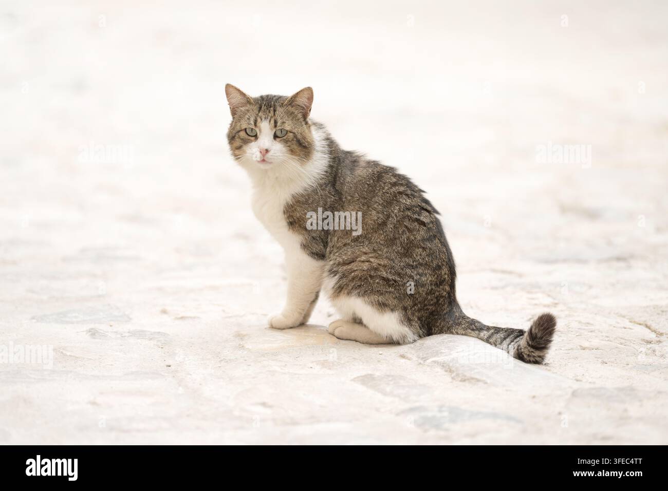 Hauskatze sitzt auf hellem Steinboden Stockfoto