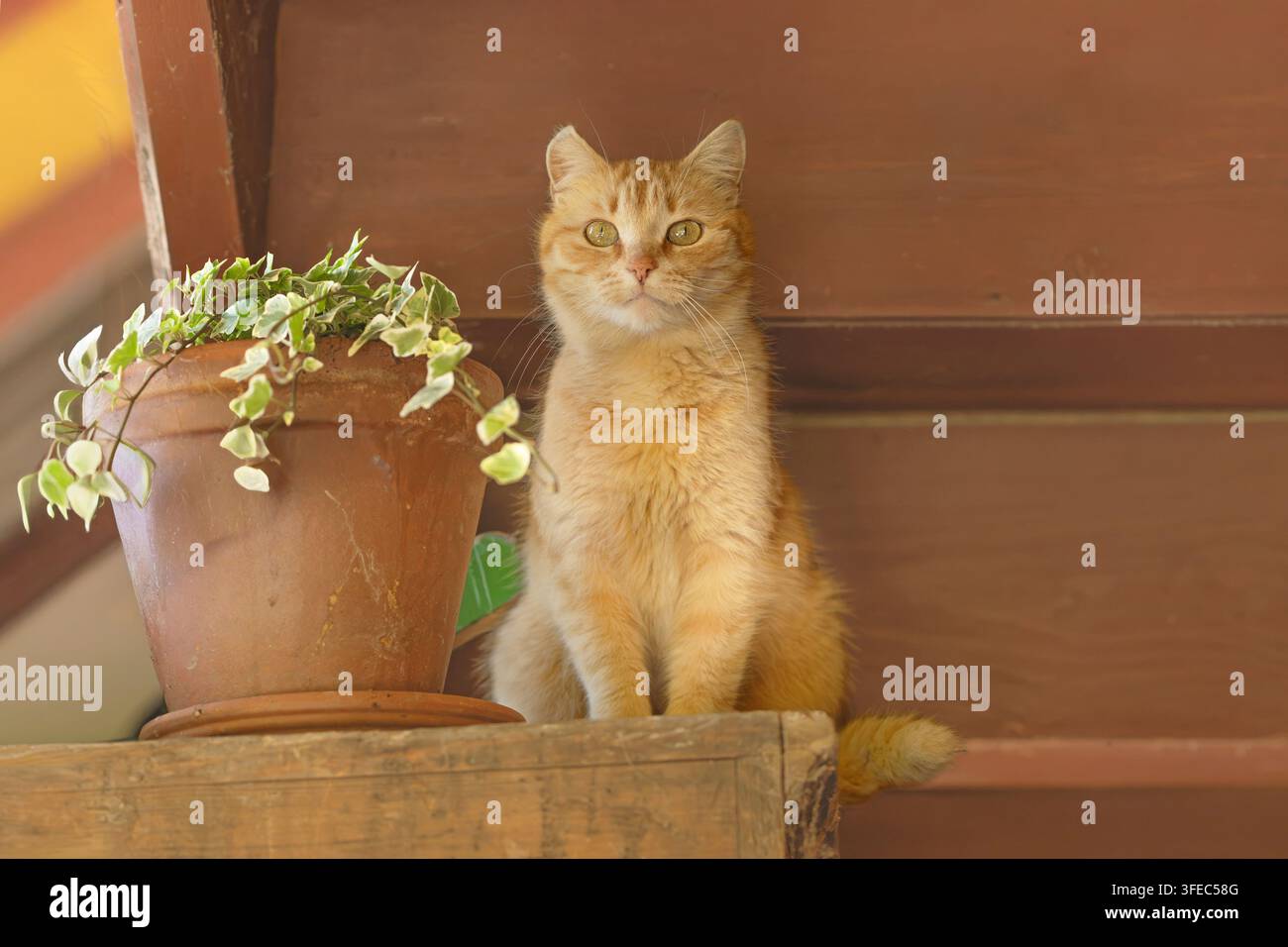 Rote Hauskatze sitzt neben einem Blumentopf Stockfoto