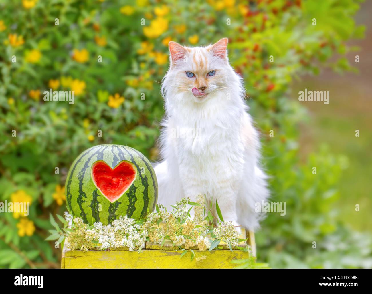 Ragdoll steht neben einer herzförmig geschnitzten Wassermelone Stockfoto