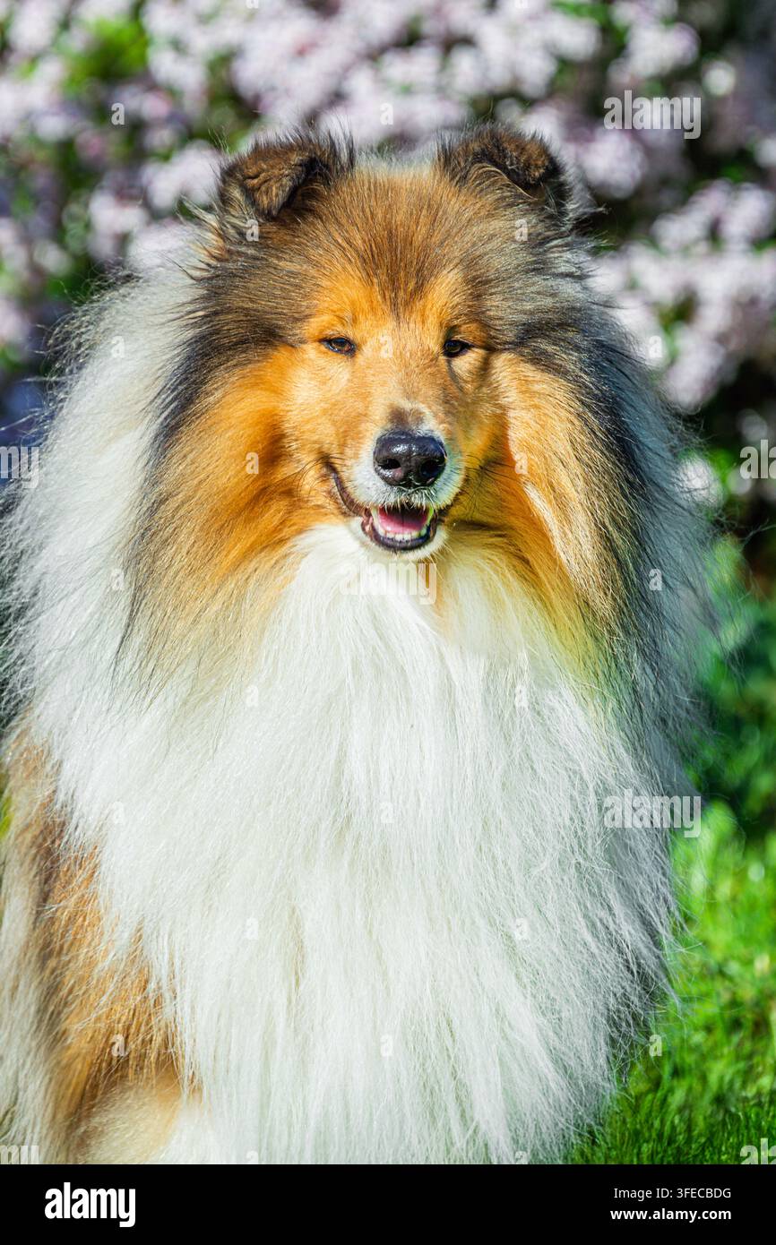 Rough Collie posiert vor blühenden Zweigen Stockfoto