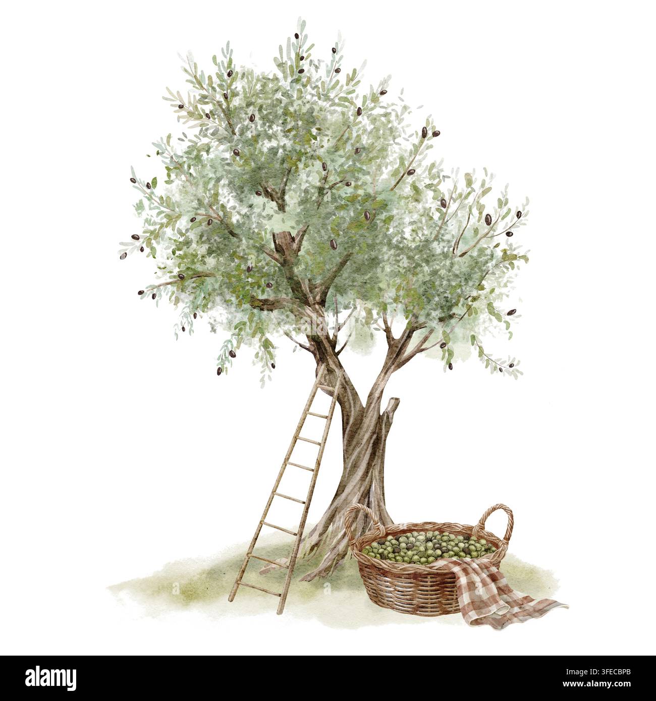 Olivenbaum mit Holzleiter und Erntekorb Aquarellillustration isoliert auf Hintergrund. Mediterraner Obstgarten mit rustikalem Landleben Stockfoto