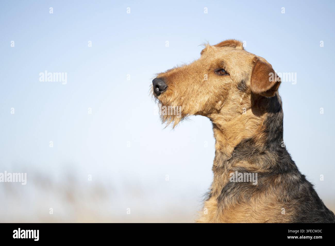 Airedale Terrier schaut seitlich gegen den blauen Himmel Stockfoto