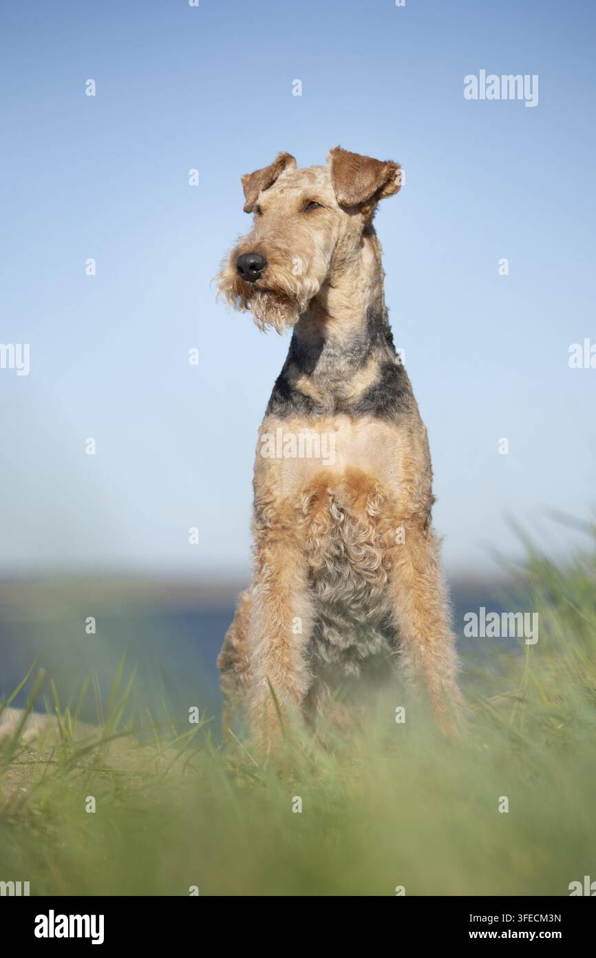 Airedale Terrier steht aufrecht im Gras Stockfoto