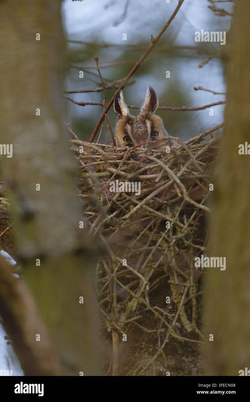 Waldohreule Stockfoto