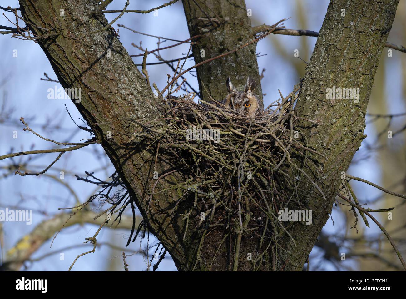 Waldohreule Stockfoto