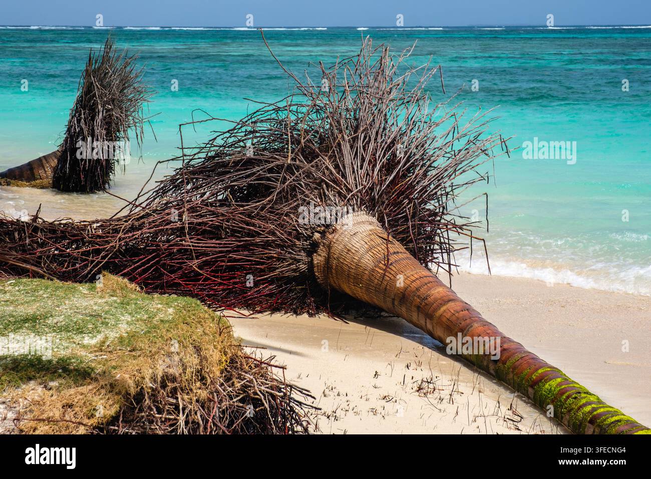 Karibische Palmen, die durch die Küstenerosion, die durch den Klimawandel verursacht wurde, am Strand der San-Blas-Inseln, Panama, umgestürzt sind Stockfoto