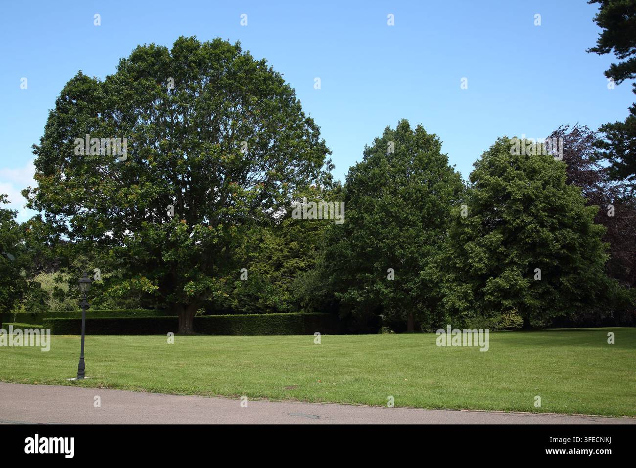 Sycamore-Baum auf dem Gelände von Hartsfield Manor Betchworth Surrey England Stockfoto