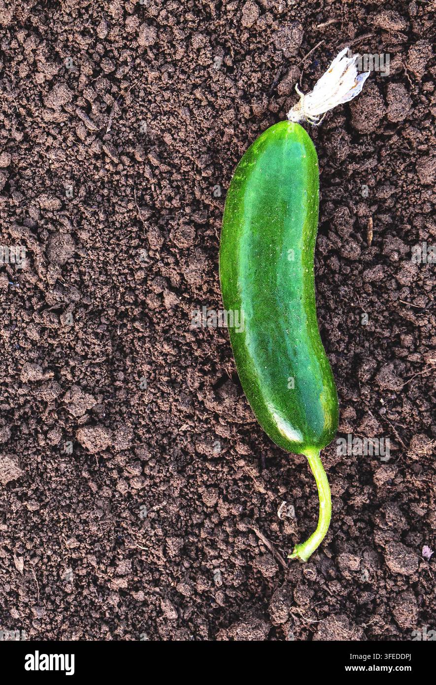 Vertikale Topansicht einer frischen Gurke auf dunklem Gartenboden, getrocknete Blume an der Spitze und gekrümmter Stiel darunter. Ideal für vertikale Banner, Mobile Ads und Stockfoto