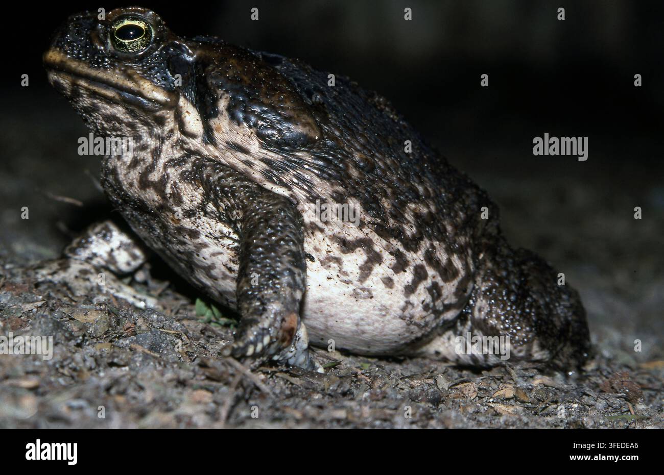 SEITENANSICHT EINES KRÖTEN (RHINELLA MARINA). DIE GIFTDRÜSEN BEFINDEN SICH GENAU HINTER DEN AUGEN UND SIND FÜR VIELE TIERE GIFTIG. WESTAUSTRALIEN. Stockfoto