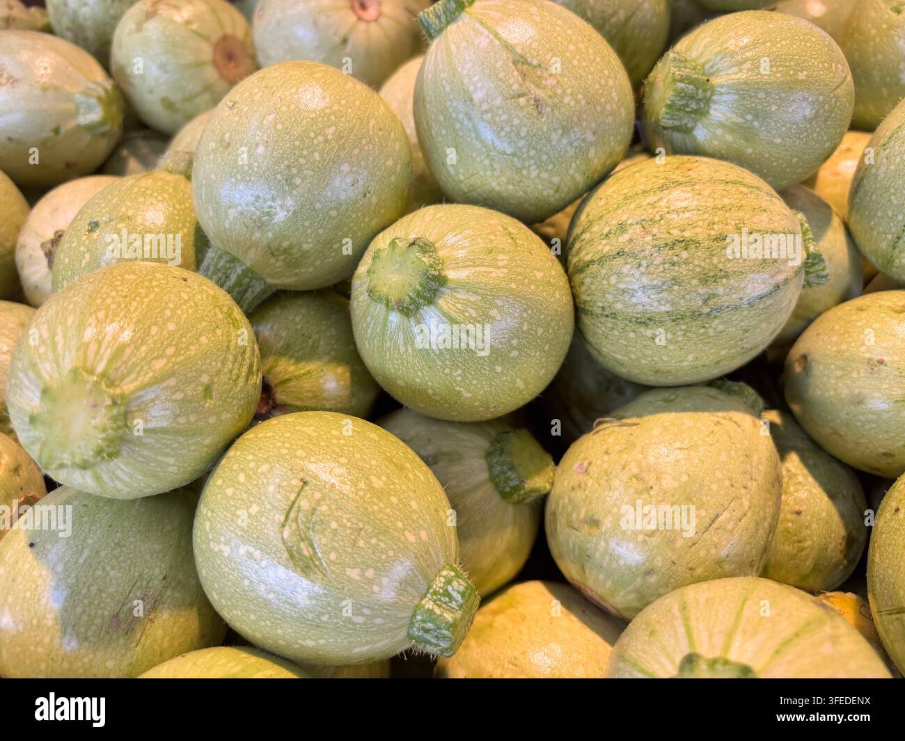 Ein aufgetürmter Haufen runder, hellgrüner Zucchini mit gesprenkelter Schale und kurzen Stielen, frisch auf dem Markt - Smartphone-aufgenommenes Stockfoto
