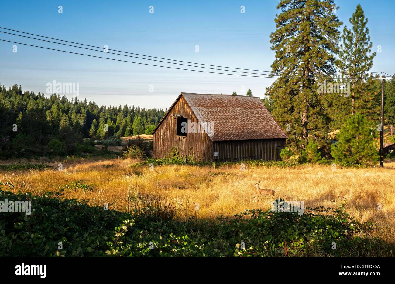 Rustikaler Holzschober mit Hirsch auf einer goldenen Wiese in Kalifornien Stockfoto