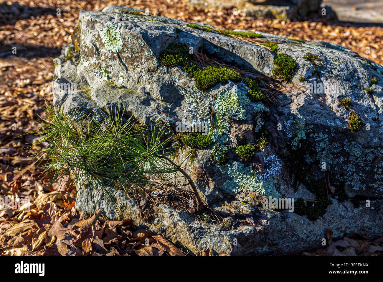 Winziger Kiefernsämling, der aus moosigem Sandstein hervorkommt, im Petit Jean State Park Arkansas Stockfoto