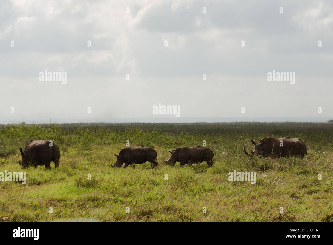 Nashörner, die morgens zusammen fressen, eine kleine Familie. Stockfoto