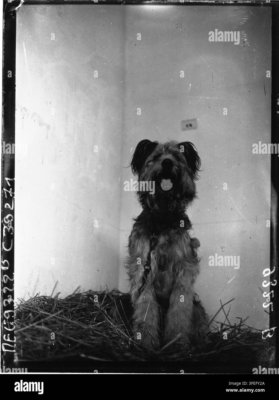 Ein kleines zotteliges Tier mit aufrecht stehenden Ohren, möglicherweise ein Hund, sitzt auf einem Strohbett vor einer schlichten hellen Wand, in einem Pressefoto von 1935 der französischen Pressefotografieagentur Agence Meurisse. Stockfoto