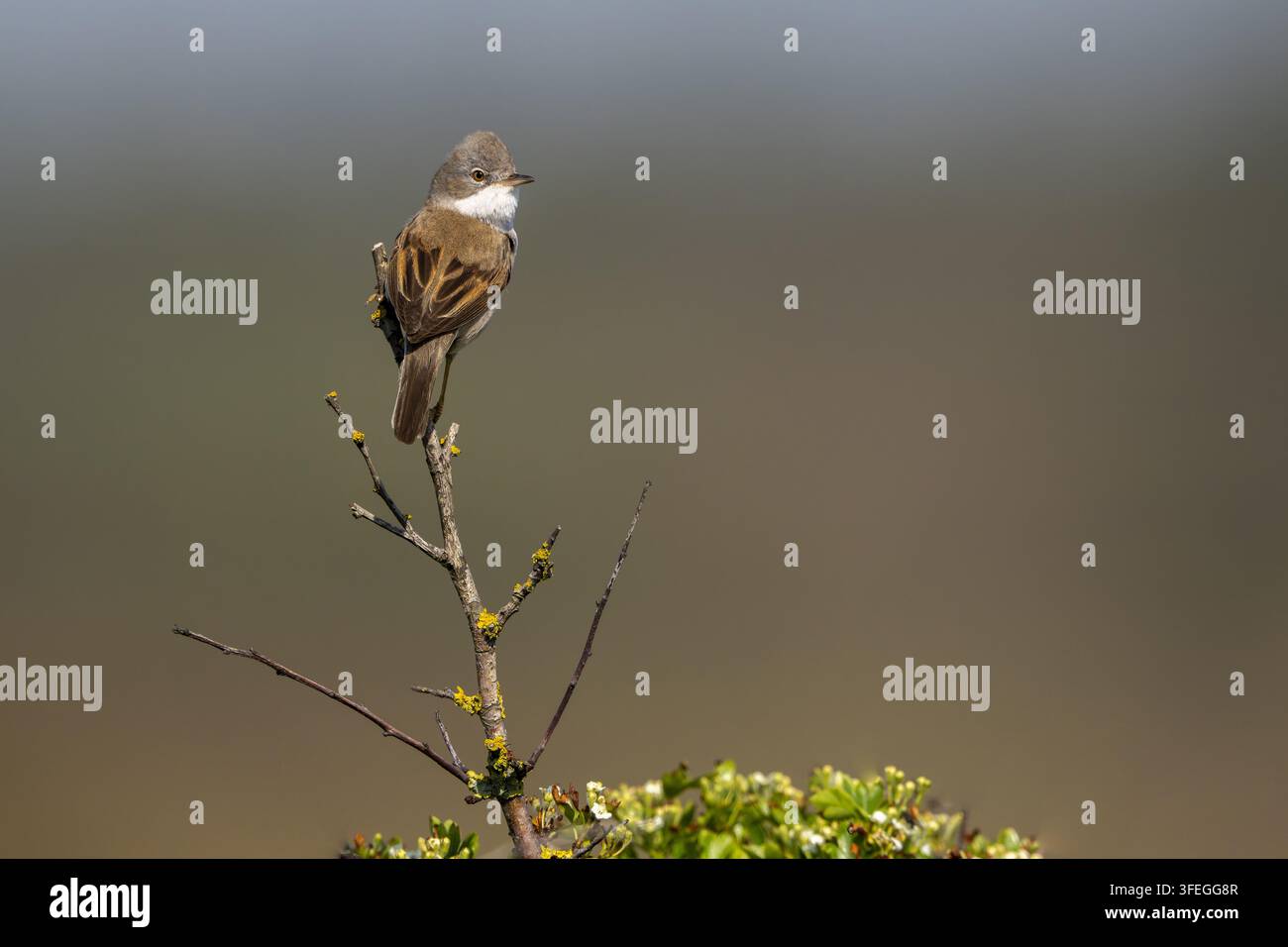gemeinsame größere whitethroat Stockfoto