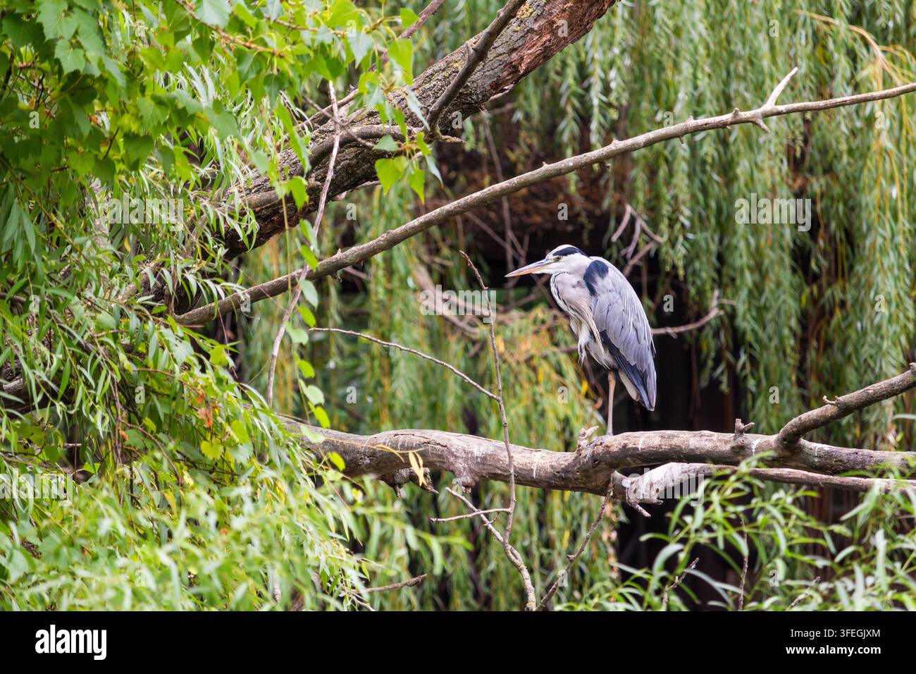 Graureiher (Ardea cinerea) steht auf einem Ast, Budapester Zoo, Budapest, Ungarn Stockfoto