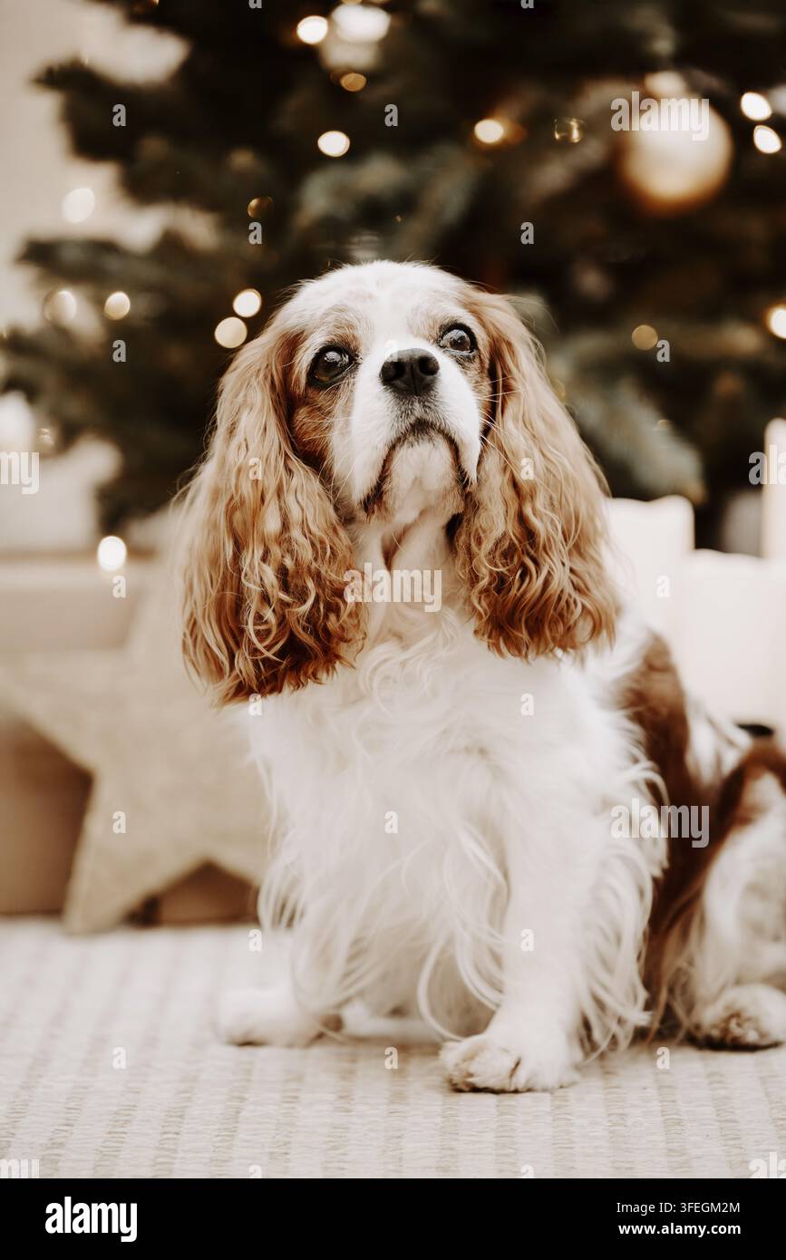 Cavalier King Charles Spaniel Stockfoto