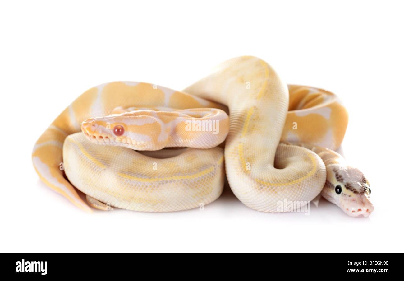 Royal pythons vor weißem Hintergrund Stockfoto