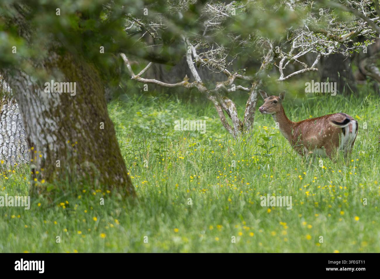 Damhirsch, Dam-Hirsch, Damwild, Weibchen, Kuh, Dam-Wild, Cervus dama, Dama dama, Damhirsch, Europäischer Damhirsch, Gewöhnlicher Damhirsch, Weibchen, Ricke, L Stockfoto