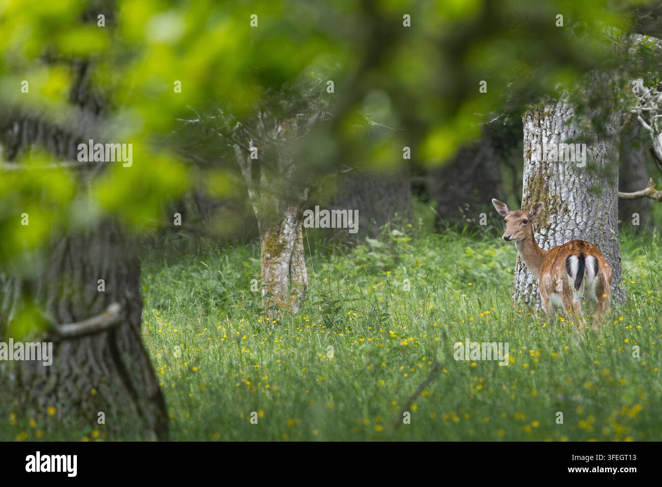 Damhirsch, Dam-Hirsch, Damwild, Weibchen, Kuh, Dam-Wild, Cervus dama, Dama dama, Damhirsch, Europäischer Damhirsch, Gewöhnlicher Damhirsch, Weibchen, Ricke, L Stockfoto