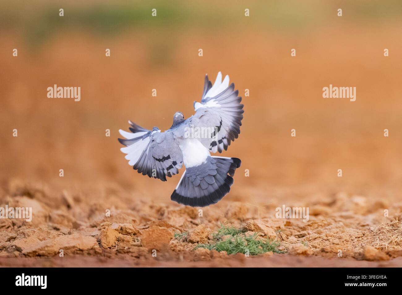 wilde Taube Stockfoto