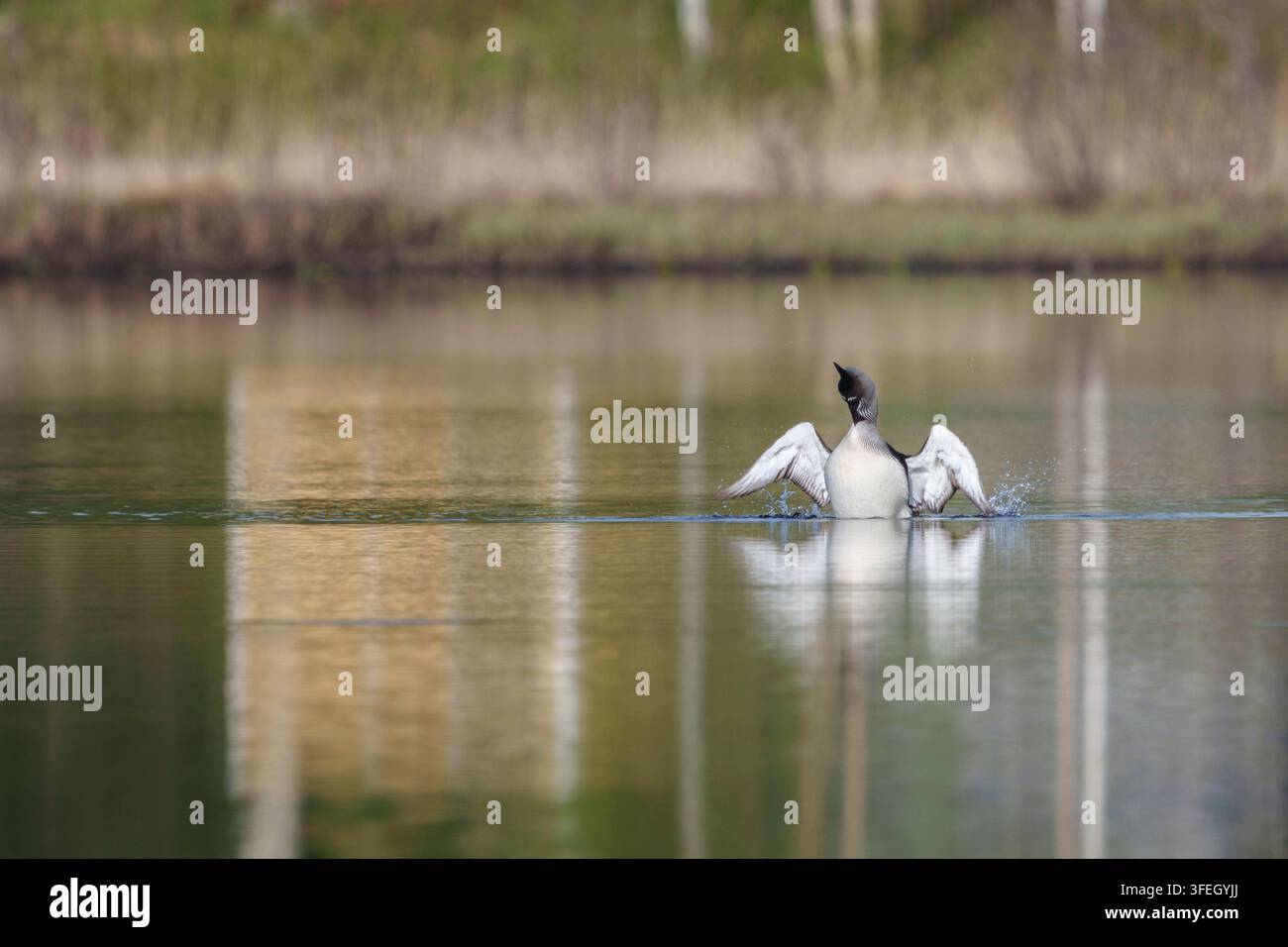 Schwarzhalstaucher, Gavia arctica, schwimmt in einem See in Norrbotten, Schweden Stockfoto