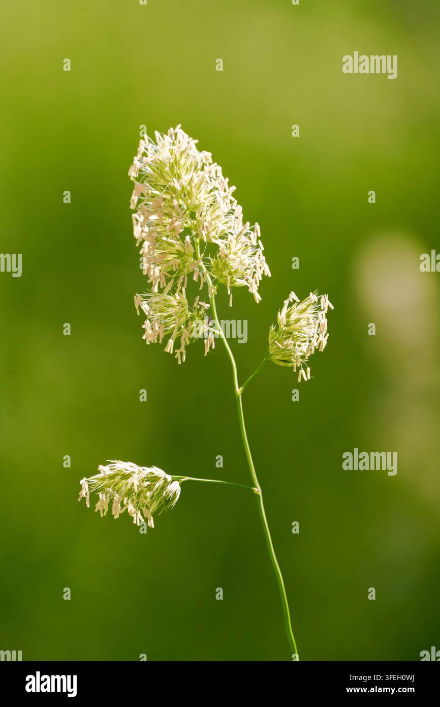 Blüten von Wiesenrispengras. Nahaufnahme der blühenden Pflanze. Dactylis glomerata. Stockfoto