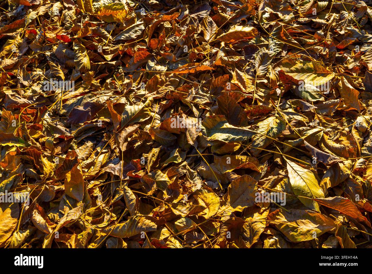 Dichte Schicht gefallener Herbstblätter in goldgelben, braunen und rötlich-braunen Farbtönen. Sonnenlicht erzeugt Highlights und Schatten, betont Textur und natürliche Muster. Stockfoto