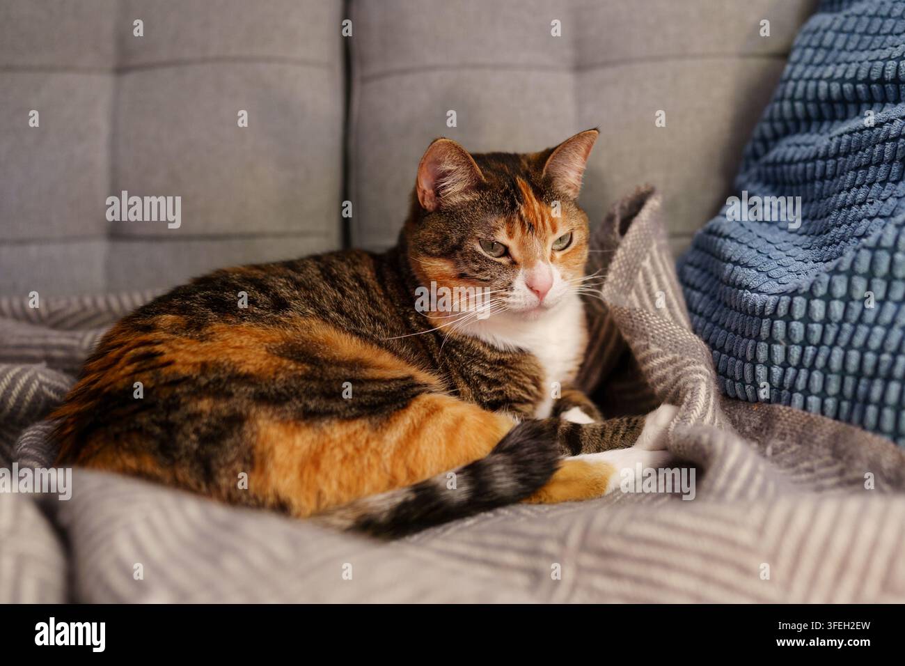 Calico-Katze ruht auf weicher Wolldecke und Kissen auf einem bequemen Sofa zu Hause Stockfoto