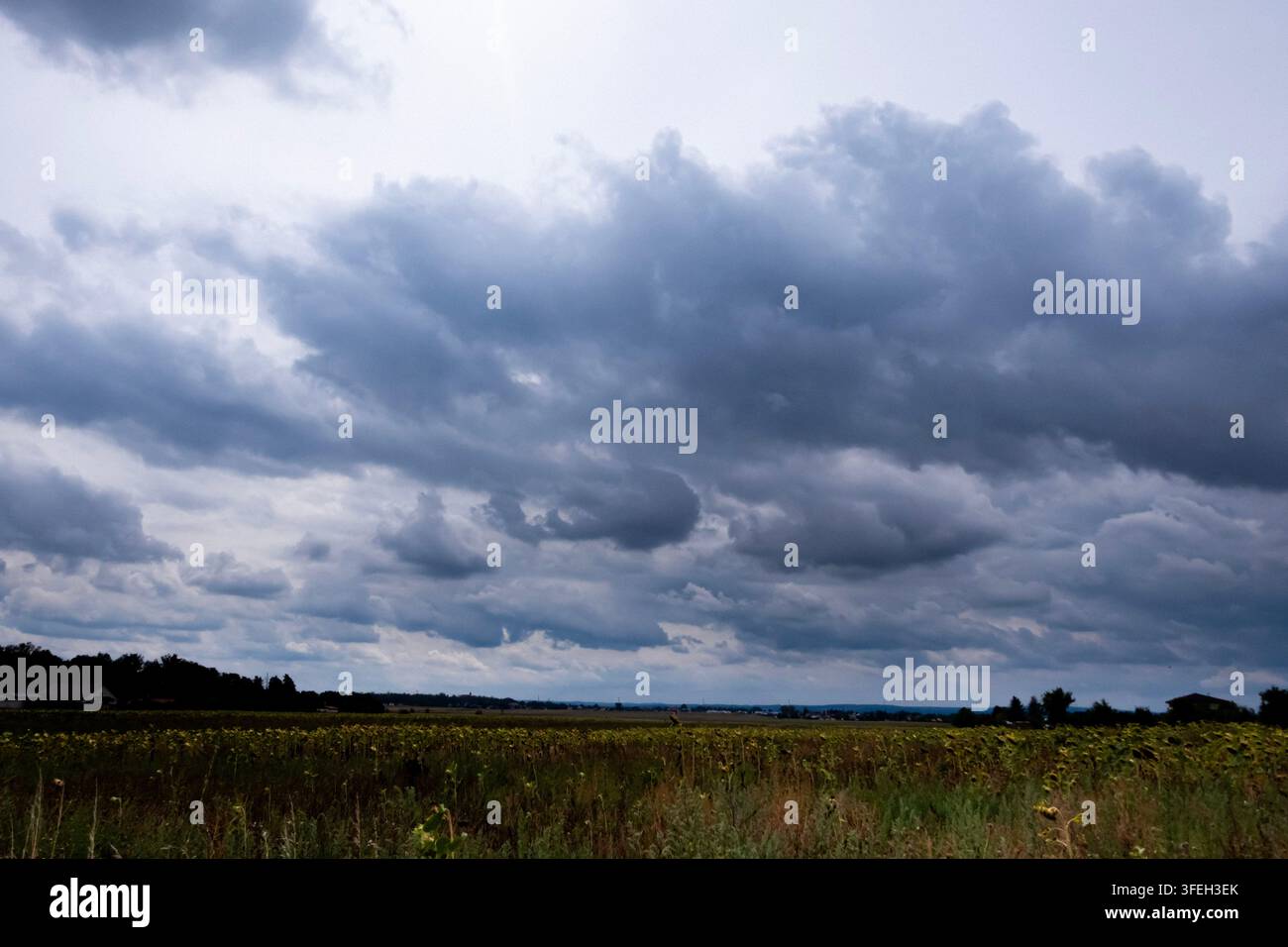 Dunkle Gewitterwolken mit geschichteten grauen Wolkenformationen, die nahenden Regen und unruhiges Wetter über einem Sonnenblumenfeld andeuten Stockfoto