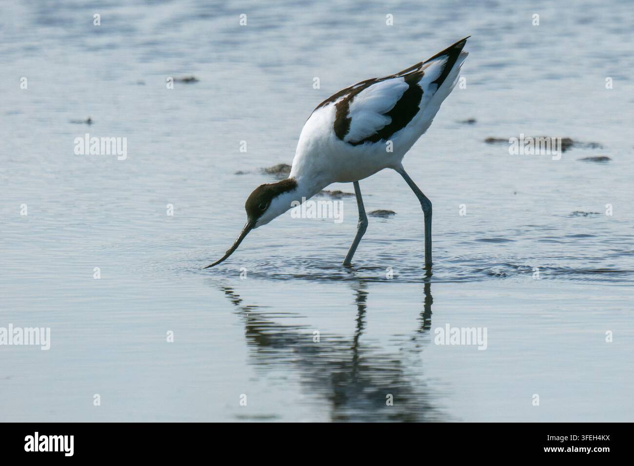 Spatelschnabler, bekannt für seinen charakteristischen nach oben gebogenen Schnabel, der seinen Schnabel sanft durch flaches Wasser streicht, auf der Suche nach Nahrung Stockfoto