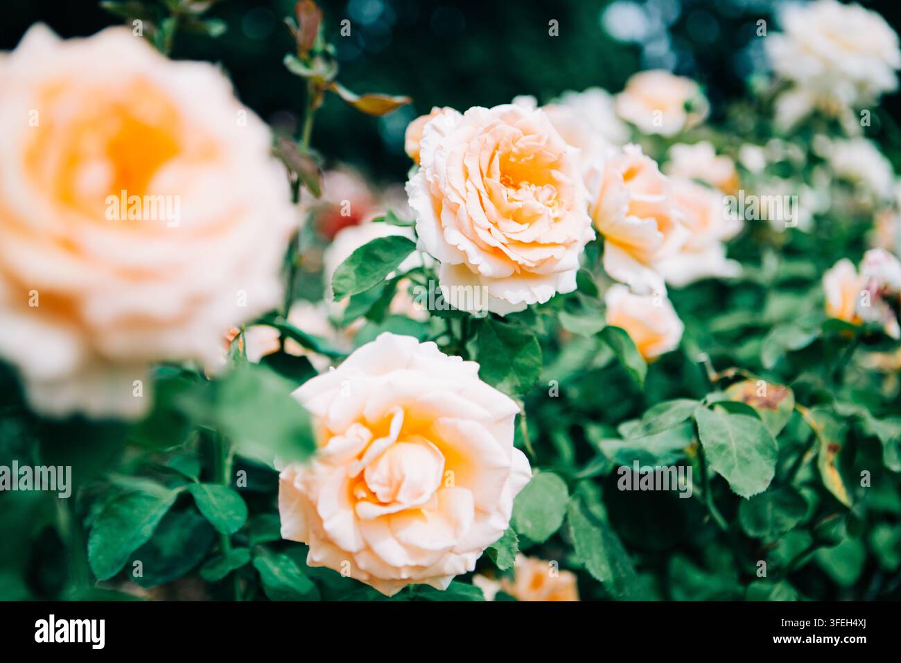 Schöne Pfirsichrosen blühen in einem üppigen Garten Stockfoto