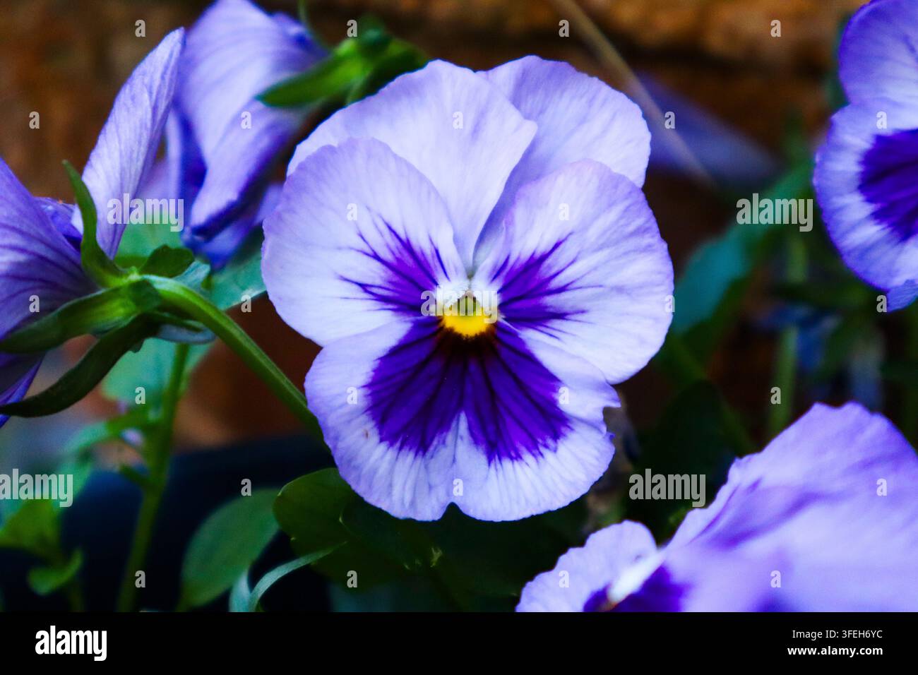Lebendige lila und weiße Stiefmütterchen-Blüte im Nahaufnahme Stockfoto