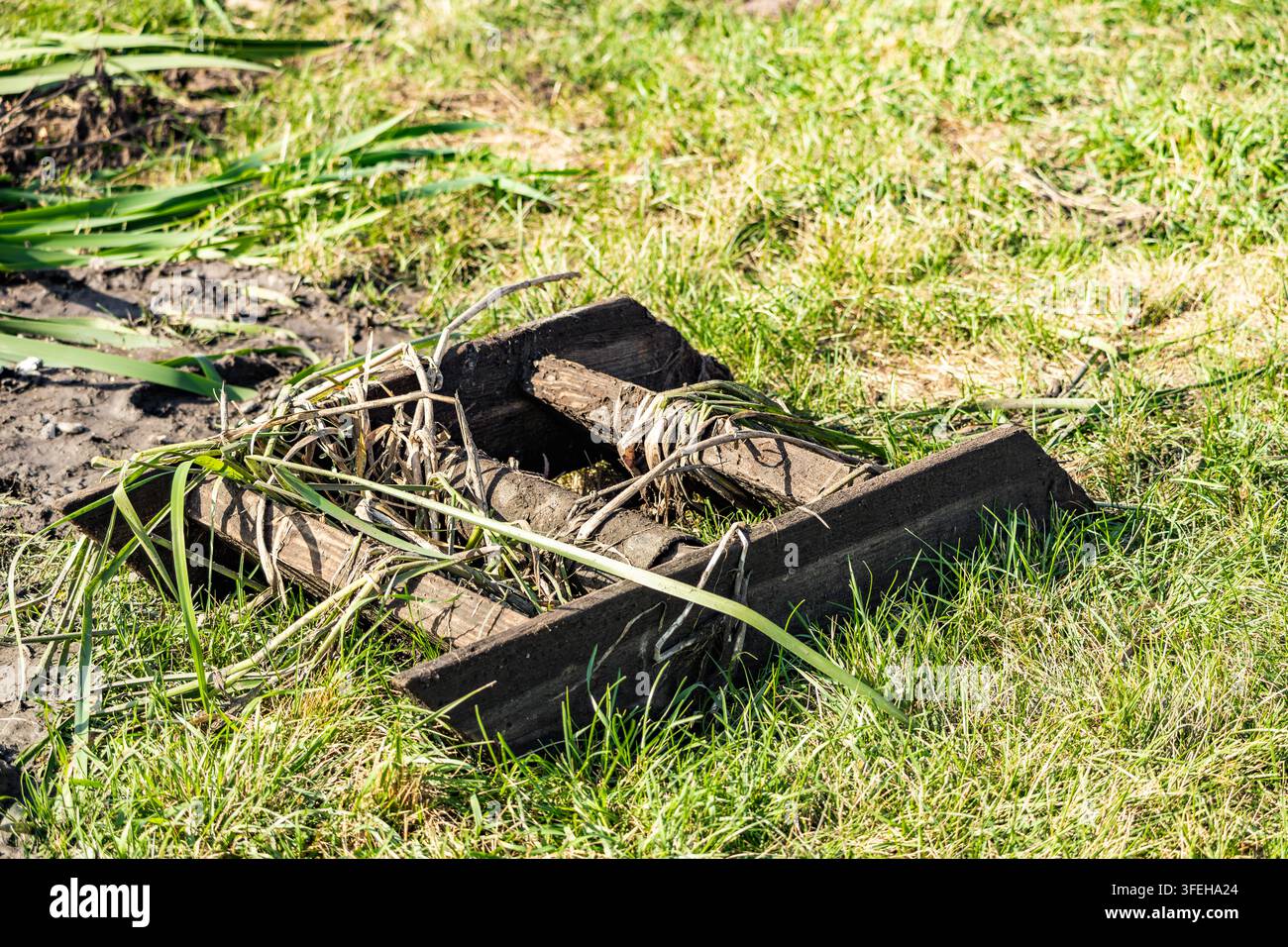 Rustikales verwittertes Holzgebilde auf grünem Gras und erdigem Boden, bedeckt mit trockenen Schilfblättern in einer ländlichen Hofeinstellung. Stockfoto