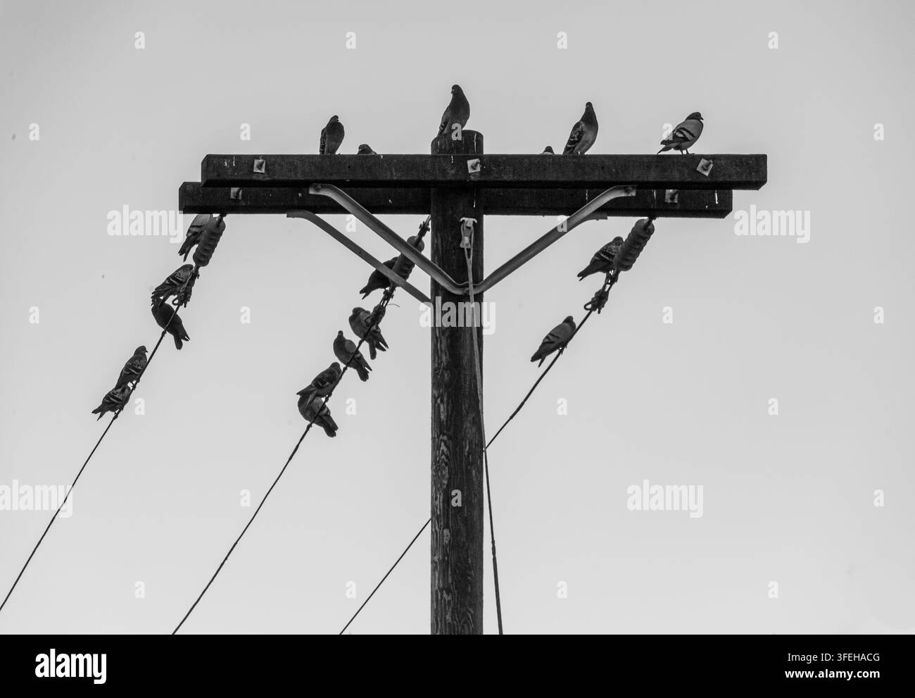 Schwarz-Weiß-Foto eines Taubenschwarms, der auf einem hölzernen Strommast und den Überleitungskabeln auf einem schlichten Himmel sitzt. Stockfoto