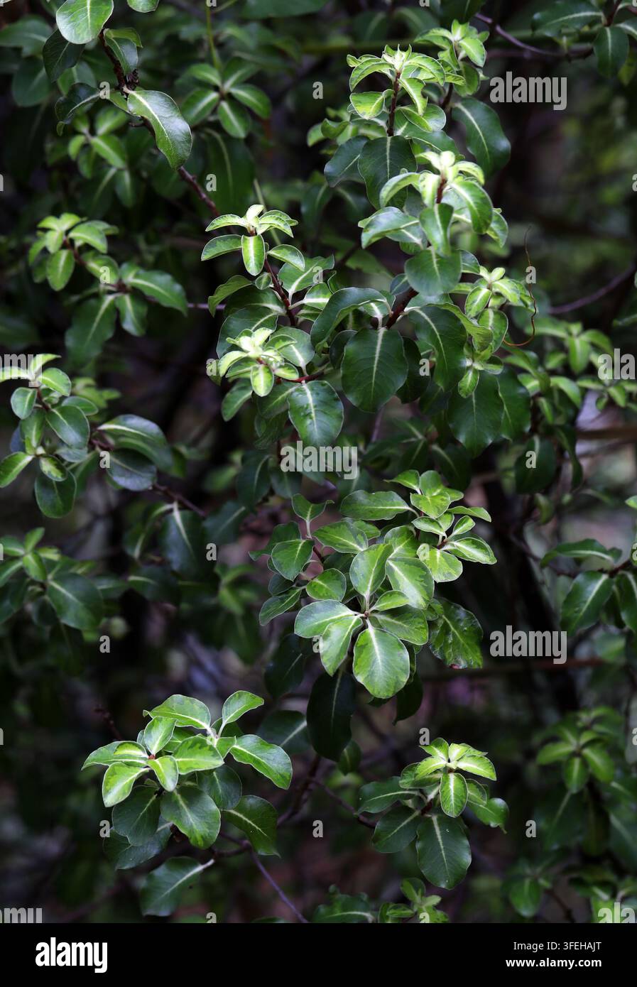 Silberblatt, Terpentinbaum, Schwarze Birke, Kohuhu oder Schwarzer Matipo, Pittosporum tenuifolium "Gold Star", Pittosporaceae. Neuseeland. Stockfoto