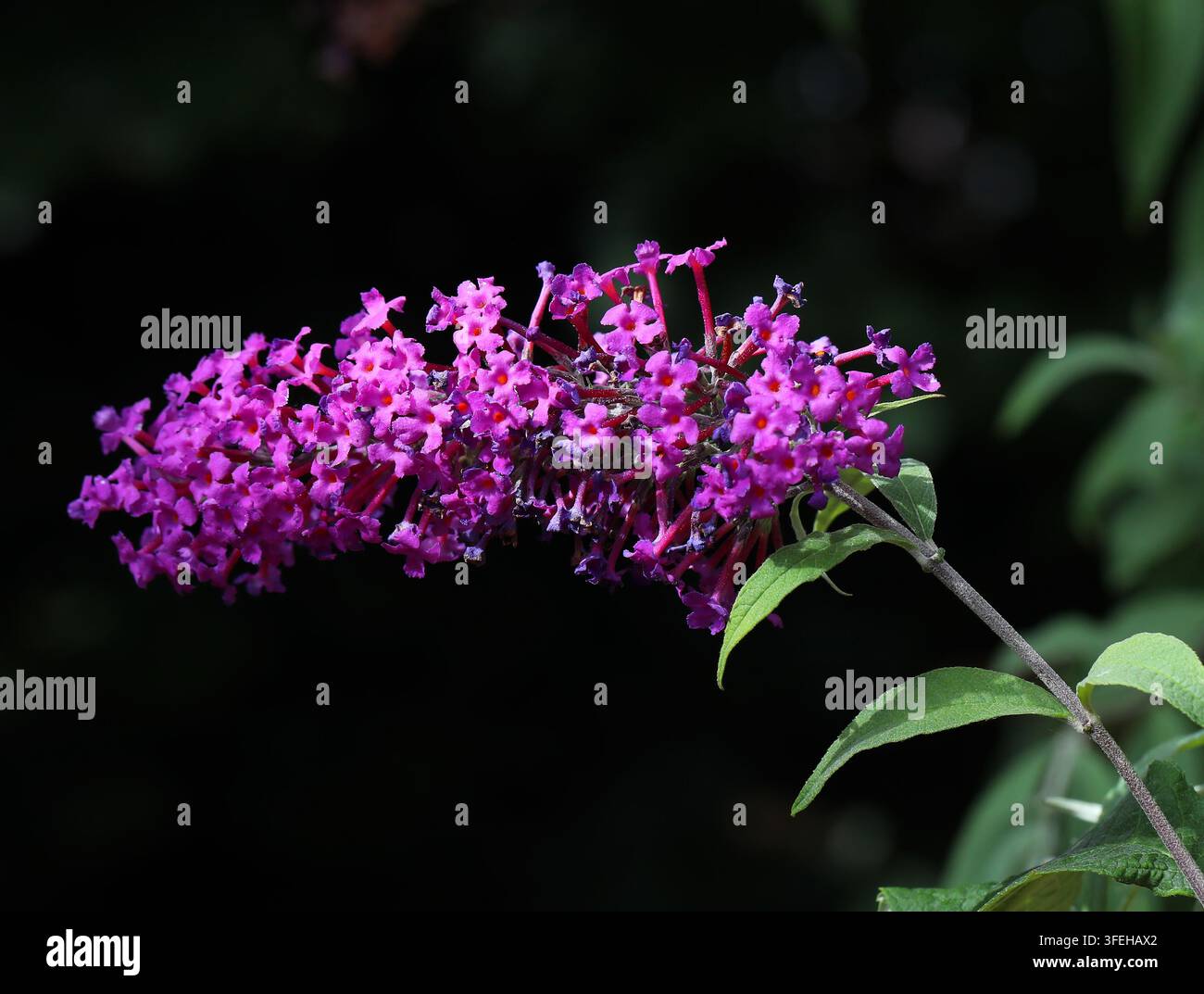 Schmetterlingsstrauch, Orangeauge oder Sommerflieder, Buddleja davidii, Scrophulariaceae. China, Asien. Stockfoto