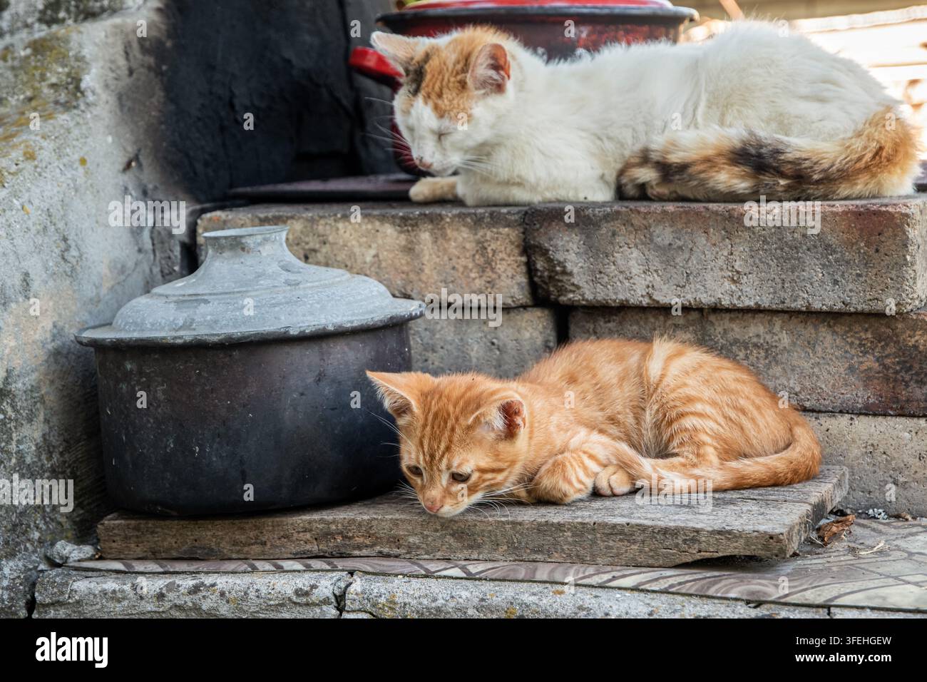 Ingwer-Kätzchen und Mutterkatze ruhen neben altem Kochgeschirr auf einem traditionellen Freiofen in einem Hof auf dem Land. Stockfoto