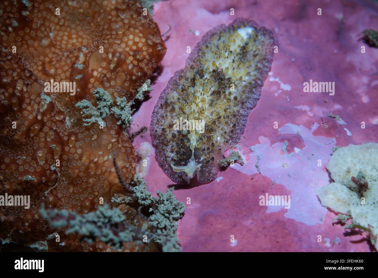 Plattwurm (Thysanozoon sp.), Wellington, Neuseeland Stockfoto