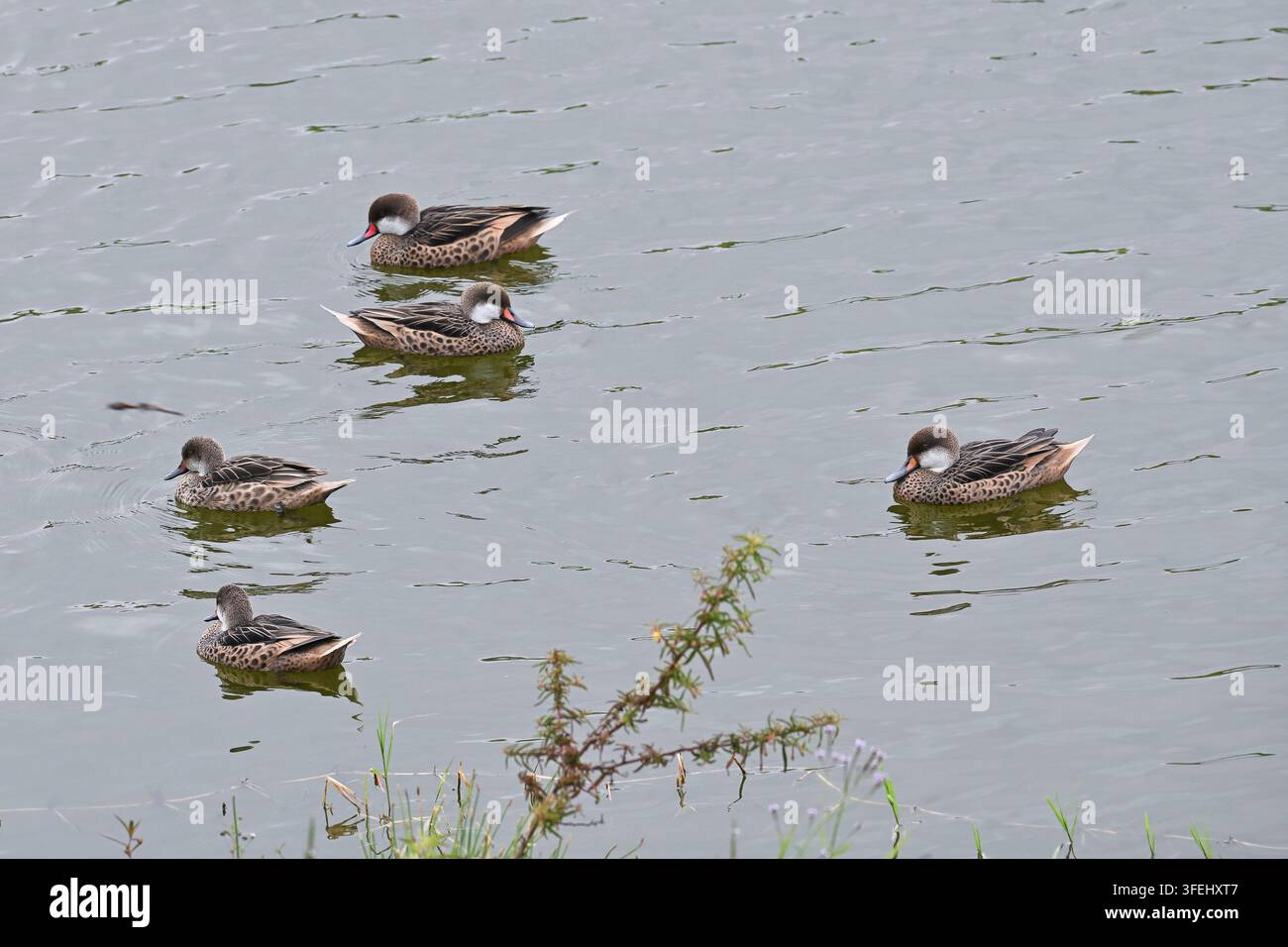 Bahama-Ente Stockfoto