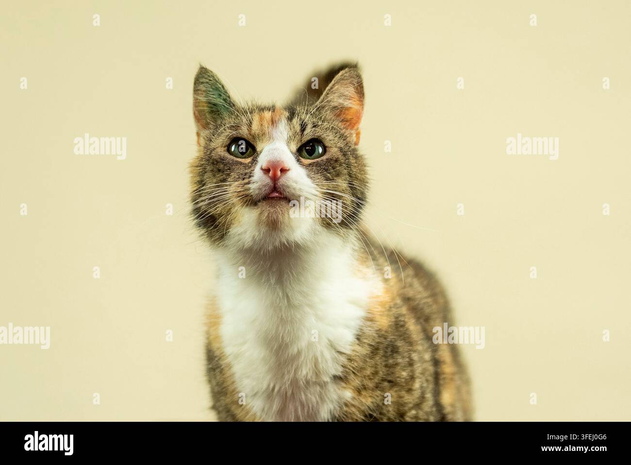 Porträt einer europäischen Kurzhaarkatze Stockfoto