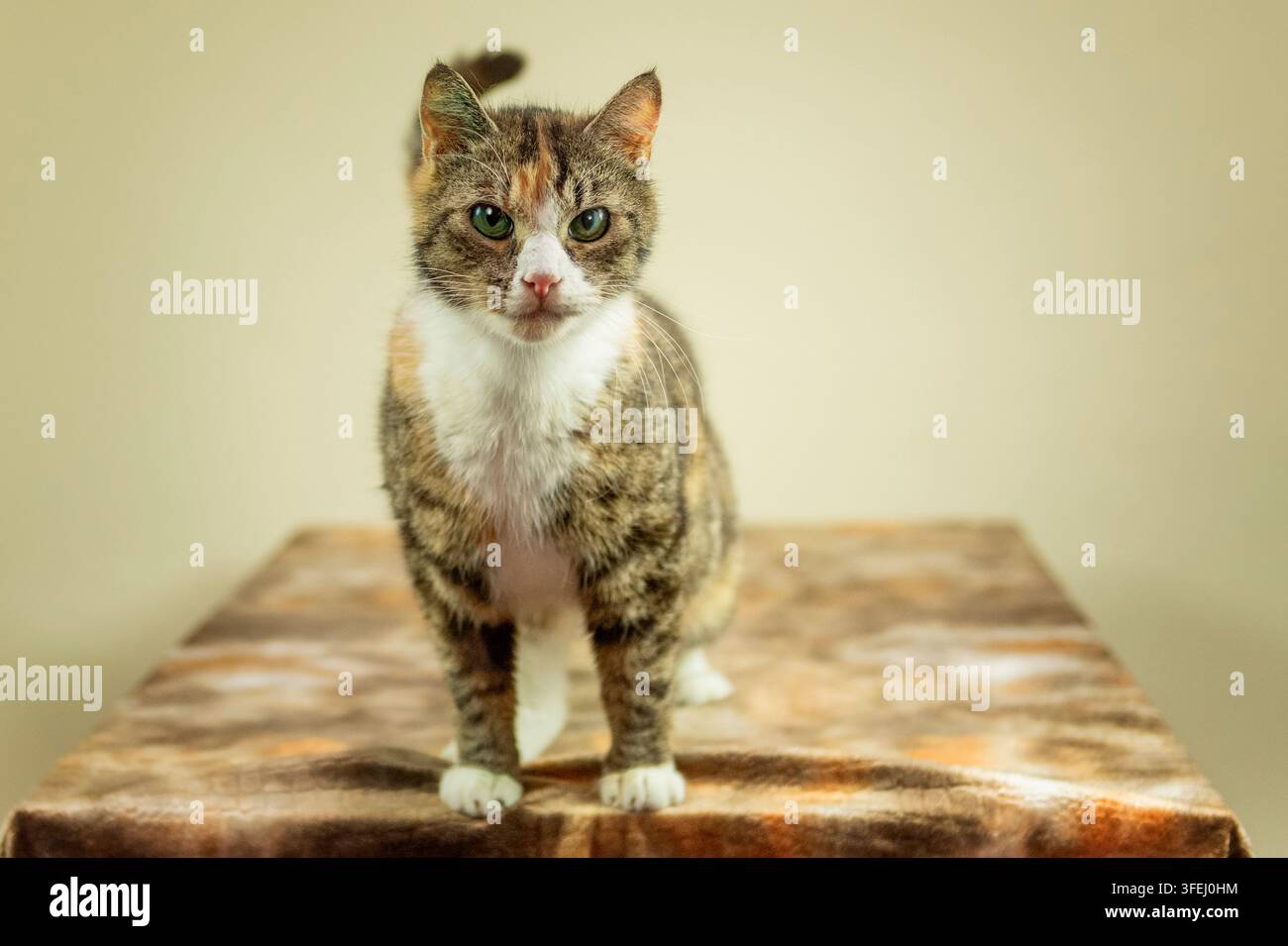 Porträt einer europäischen Kurzhaarkatze Stockfoto