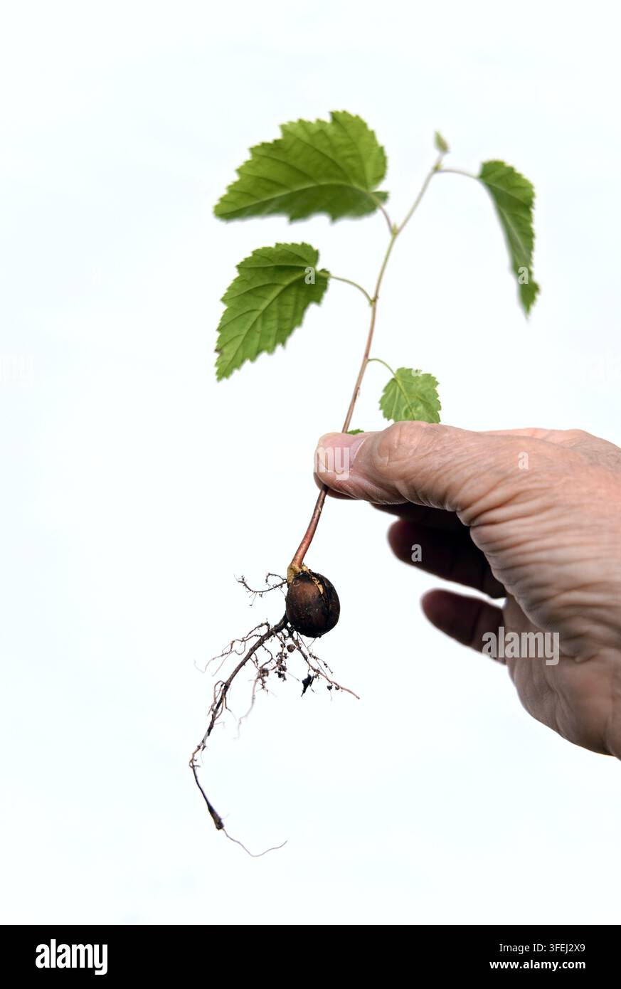 Hand, Haselnuss, Sämling, Wurzel Stockfoto