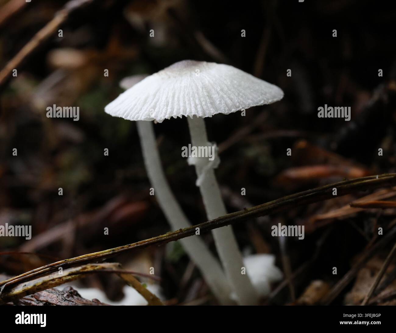 Marasmiellus Candidus - Feenfallschirme Stockfoto