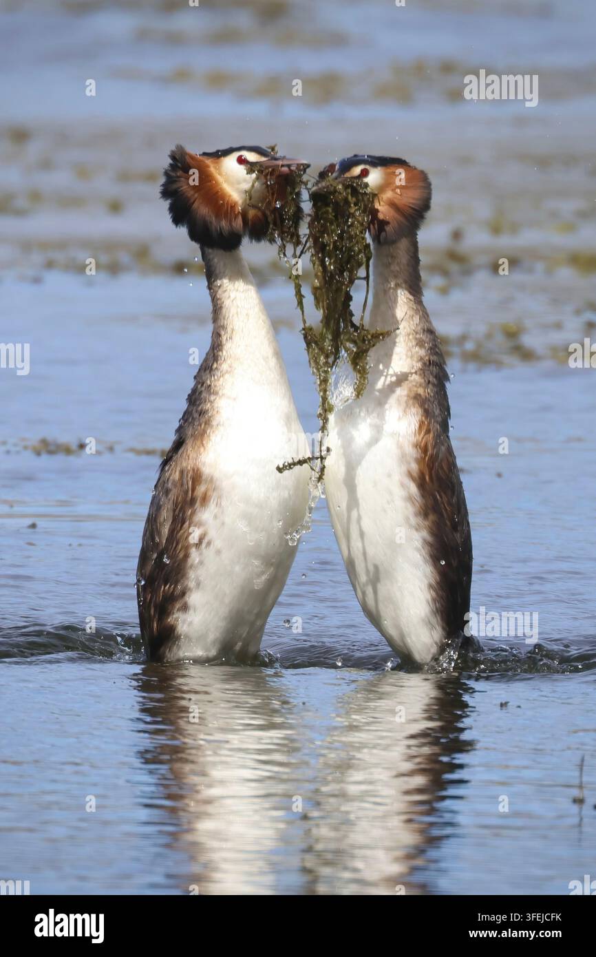 Paar Großer Säger, die auf ruhigem Süßwasser eine Balzaufführung zeigen, mit synchronisierten Bewegungen und Paarungsbindungsverhalten. Stockfoto