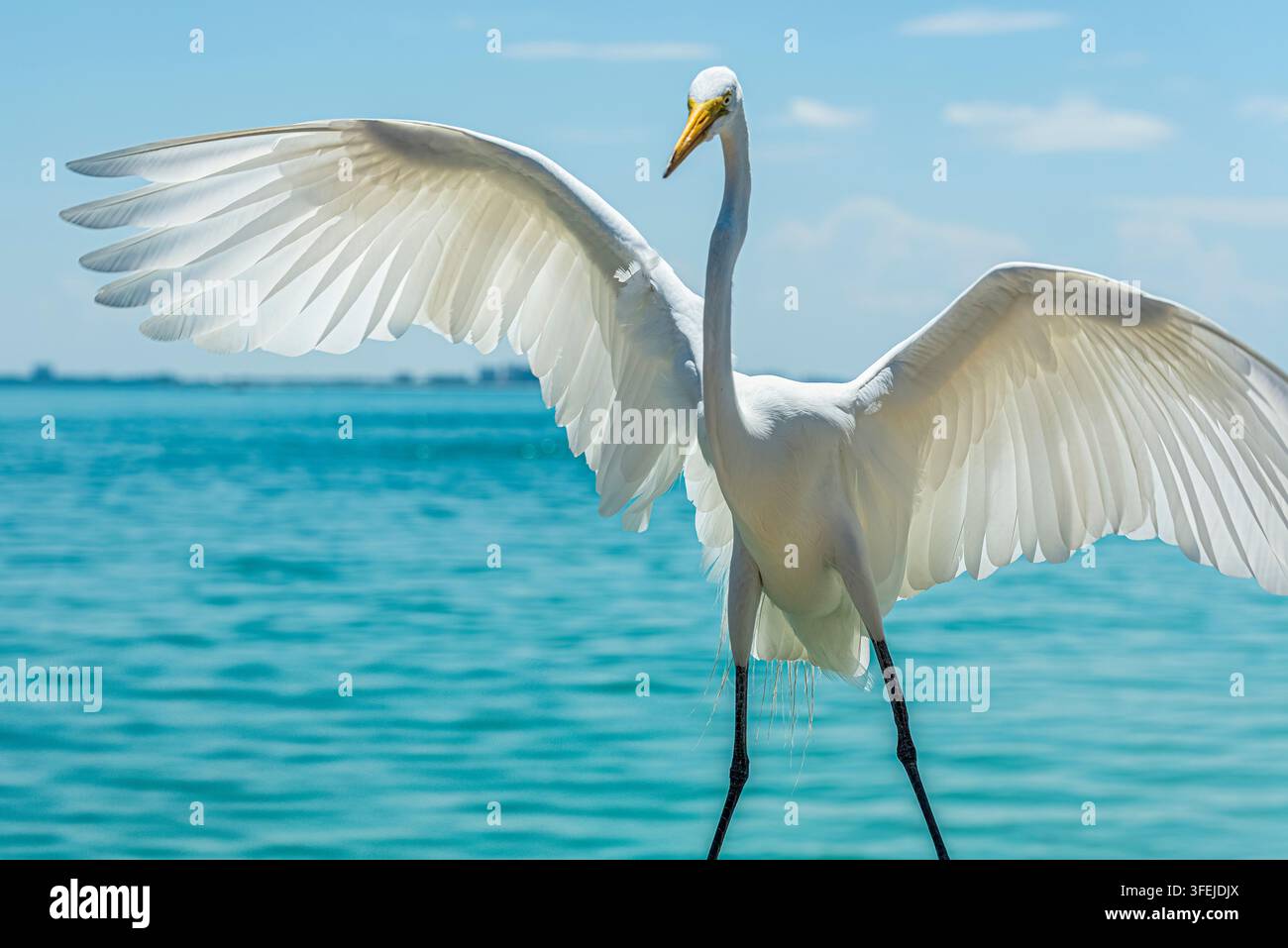 Ein Weißer Seeadler mit weit ausgebreiteten Flügeln steht mit gespreizten Beinen und wirkt selbstbewusst vor dem Hintergrund eines ruhigen, türkisblauen Meeres und eines hellen- Stockfoto