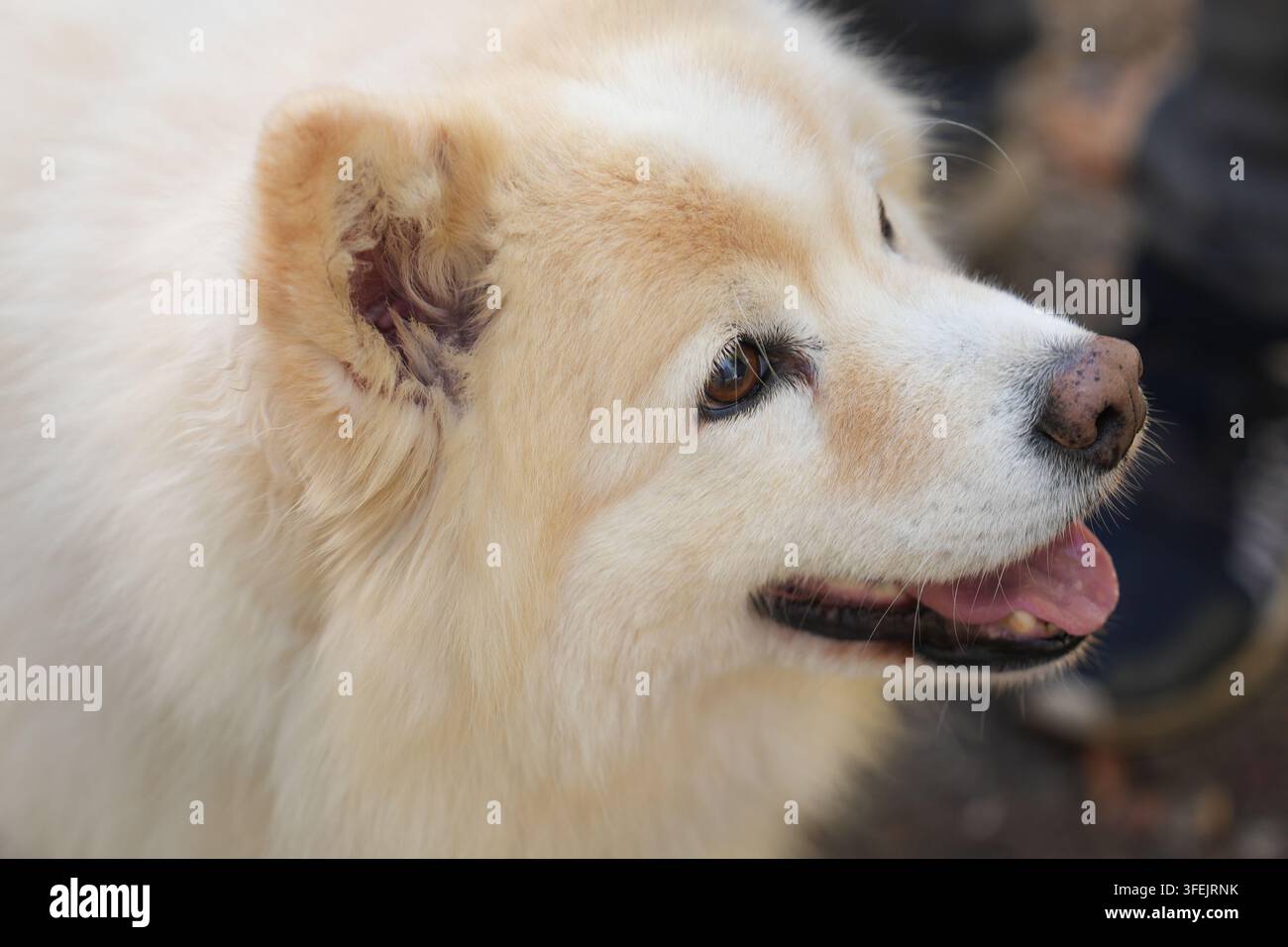 Nahaufnahmeporträt eines flauschigen Finnischen Lapphundes, aufgenommen im Freien bei natürlichem Tageslicht. Schöne nordische Spitz-Rasse mit dickem cremefarbenem Doppelfell, Ausdr Stockfoto