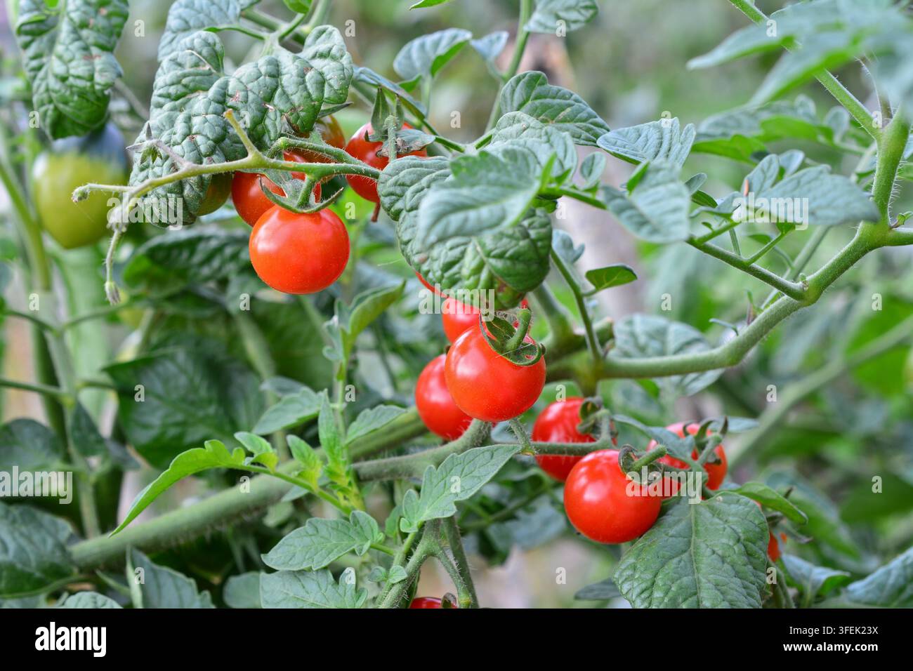 Lebendige rote Kirschtomaten reifen an der Ranke Stockfoto